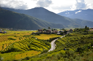 Reisfelder in Punakha
