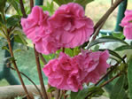 Blühendes Sikkim, rosarote Blume in voller Blütenpracht